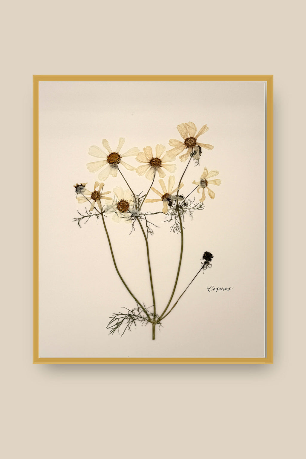 White Cosmos Framed