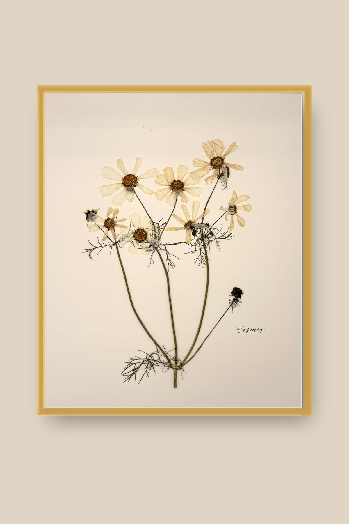 White Cosmos Framed