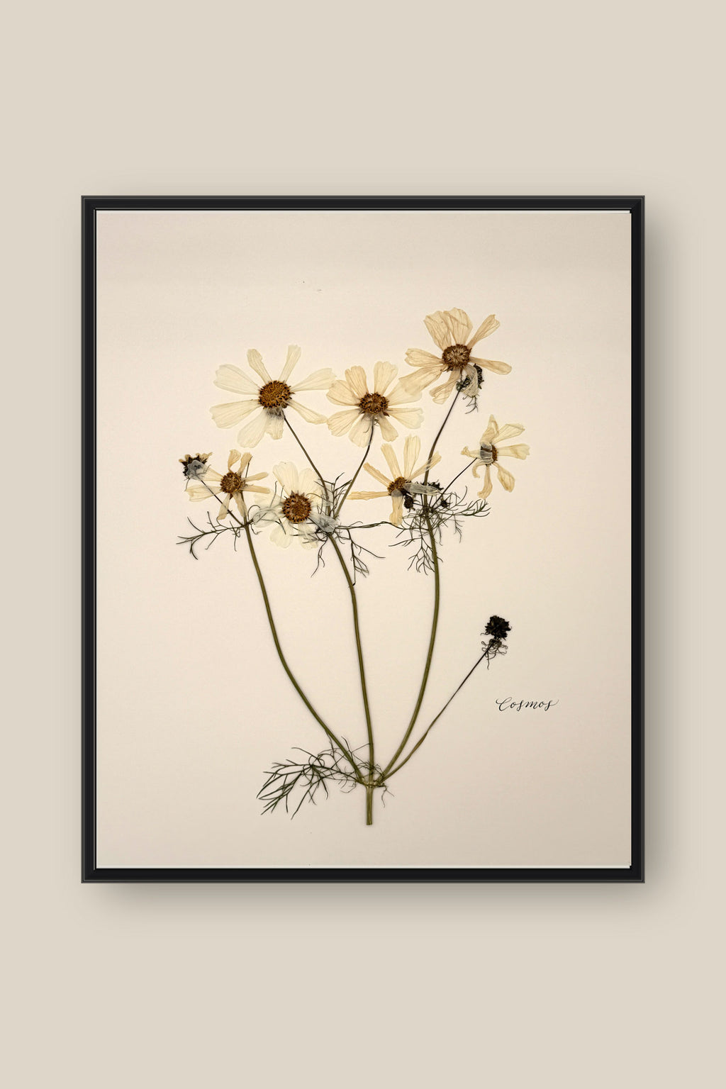 White Cosmos Framed