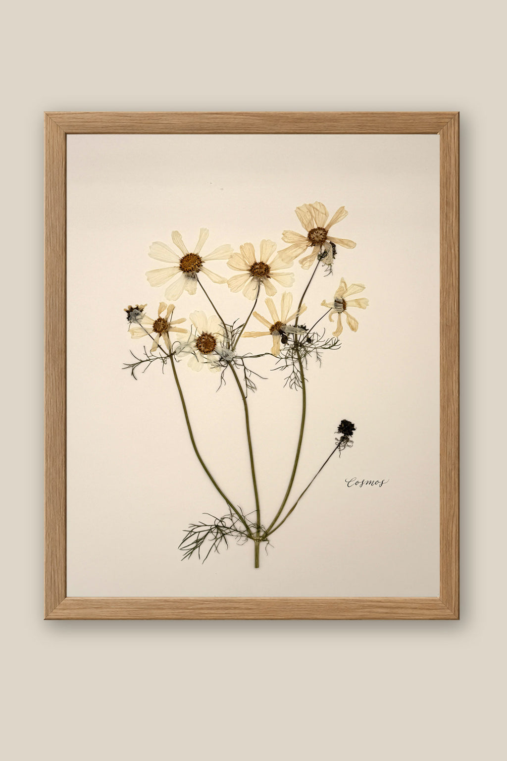 White Cosmos Framed