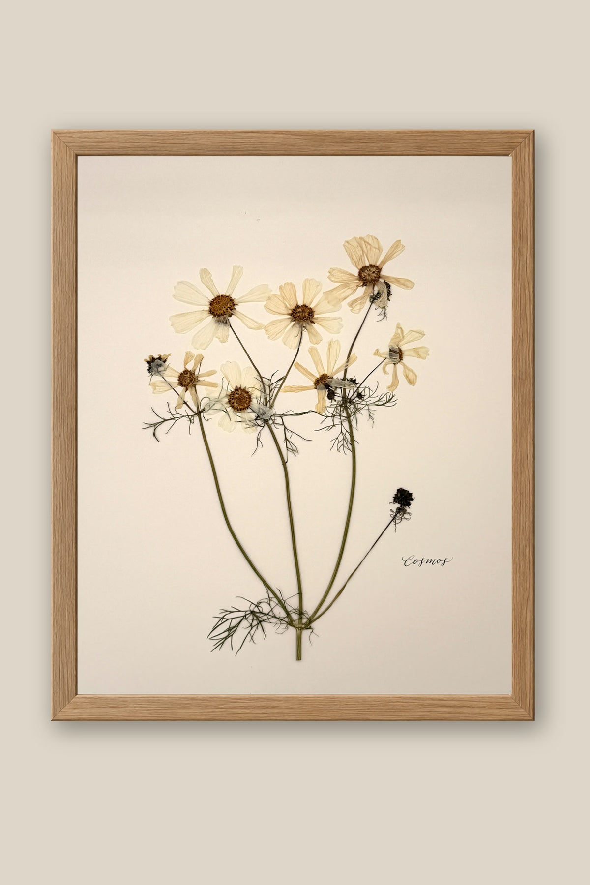 White Cosmos Framed