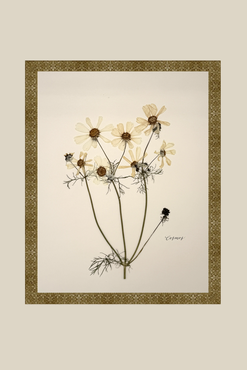 Cosmos