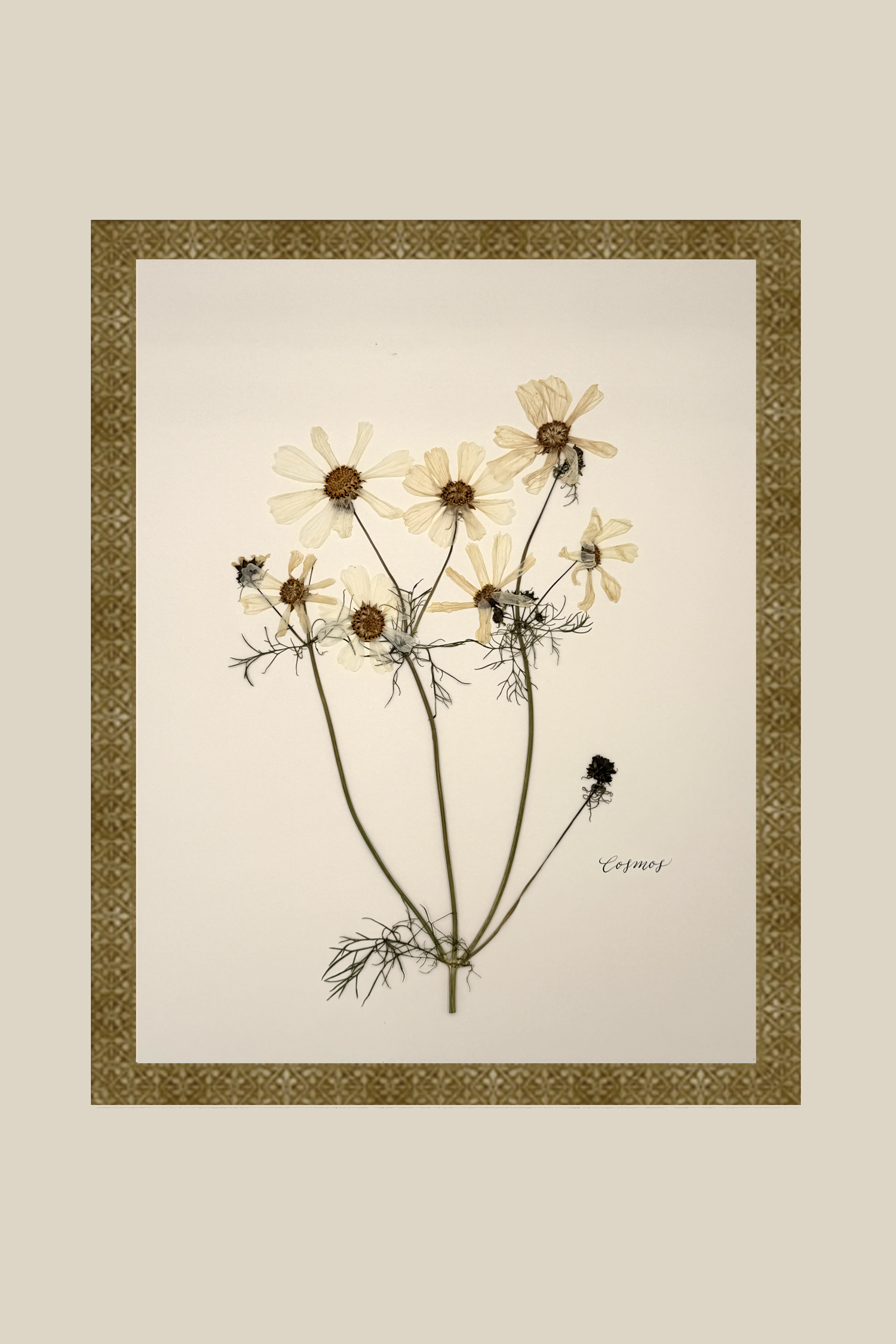 Cosmos