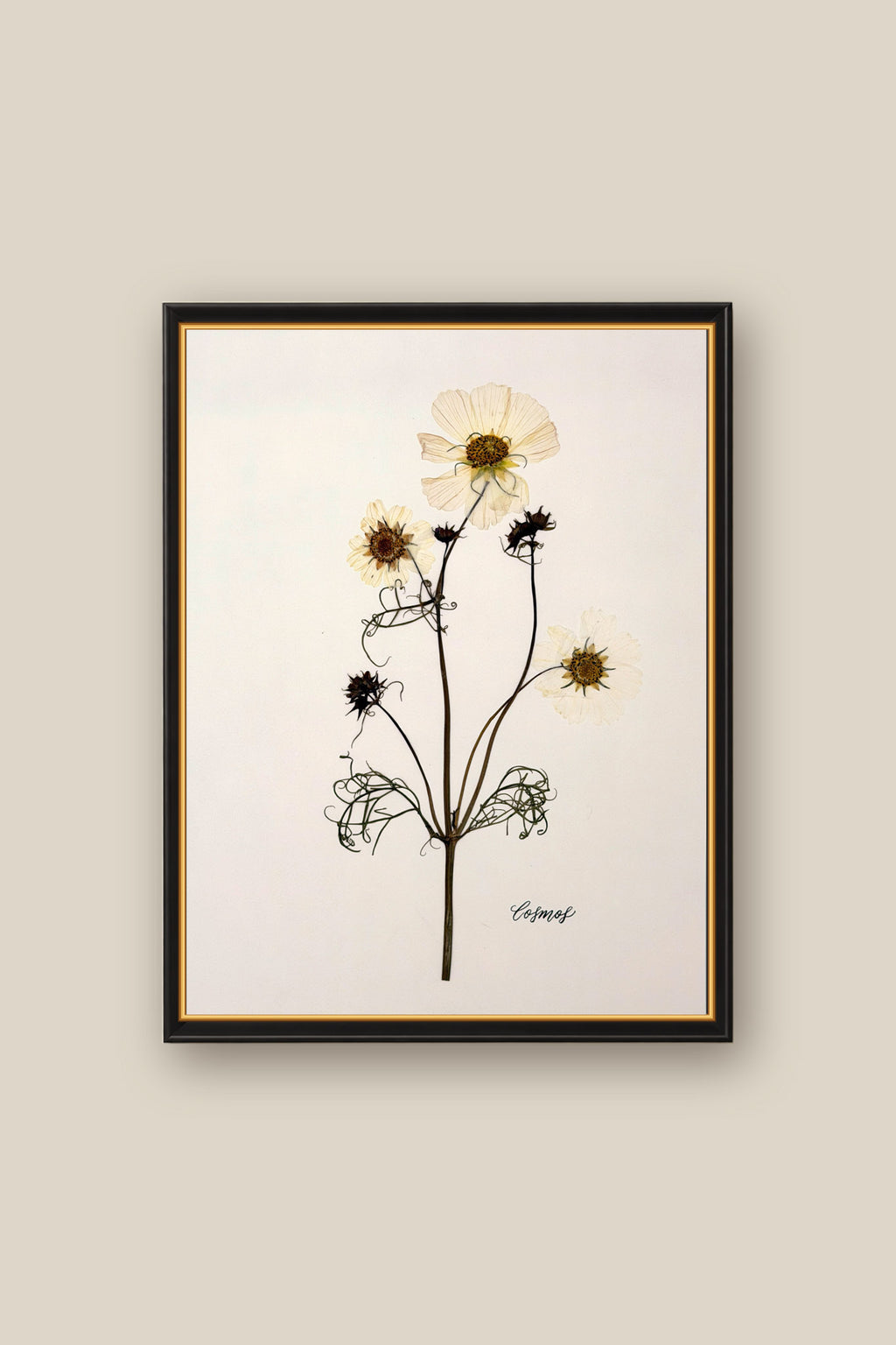 Cosmos Framed