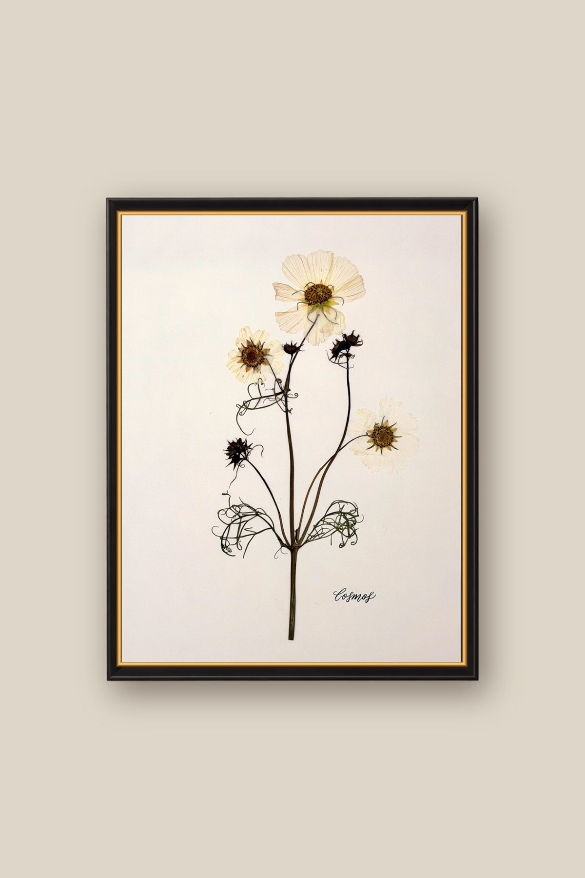 Cosmos Framed