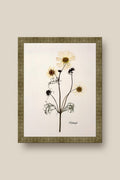 Cosmos Framed