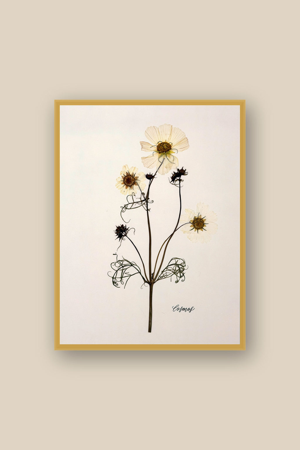 Cosmos Framed