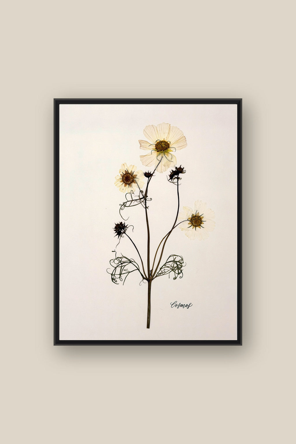 Cosmos Framed