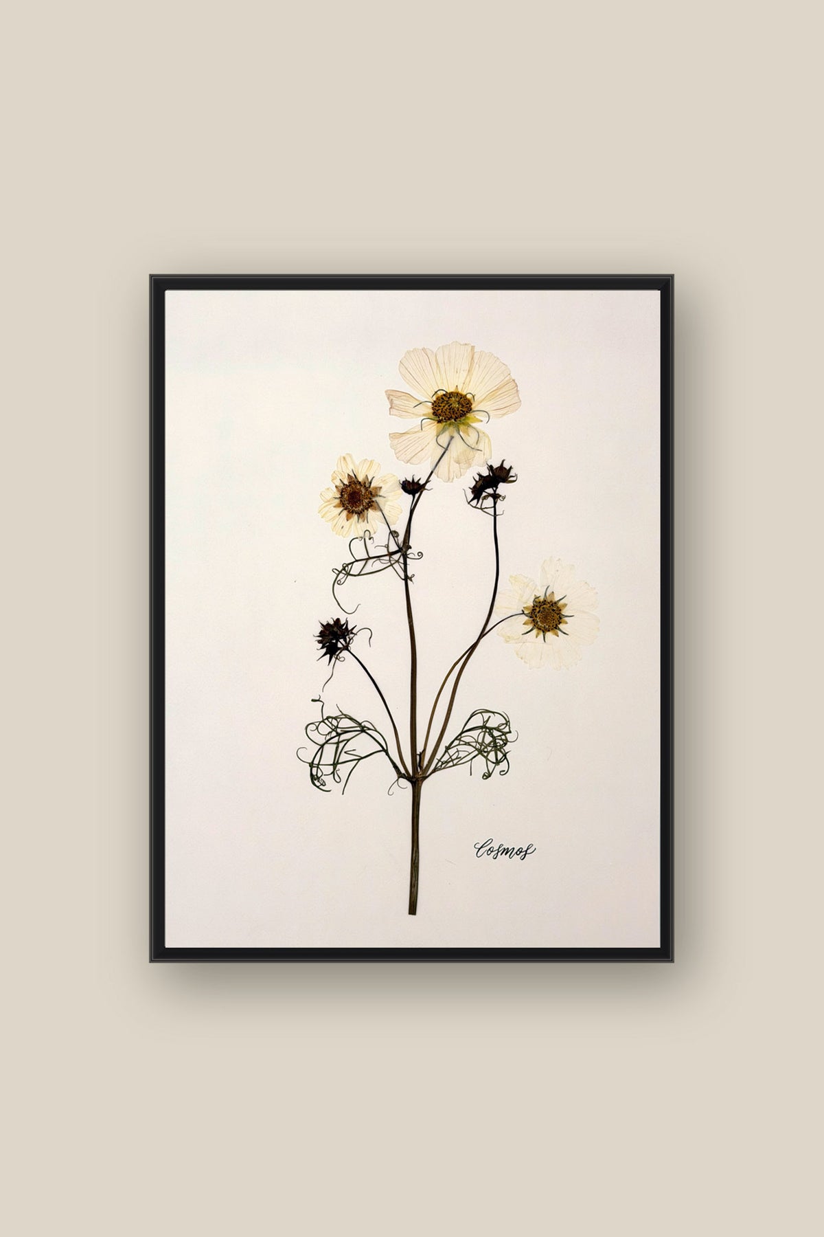 Cosmos Framed
