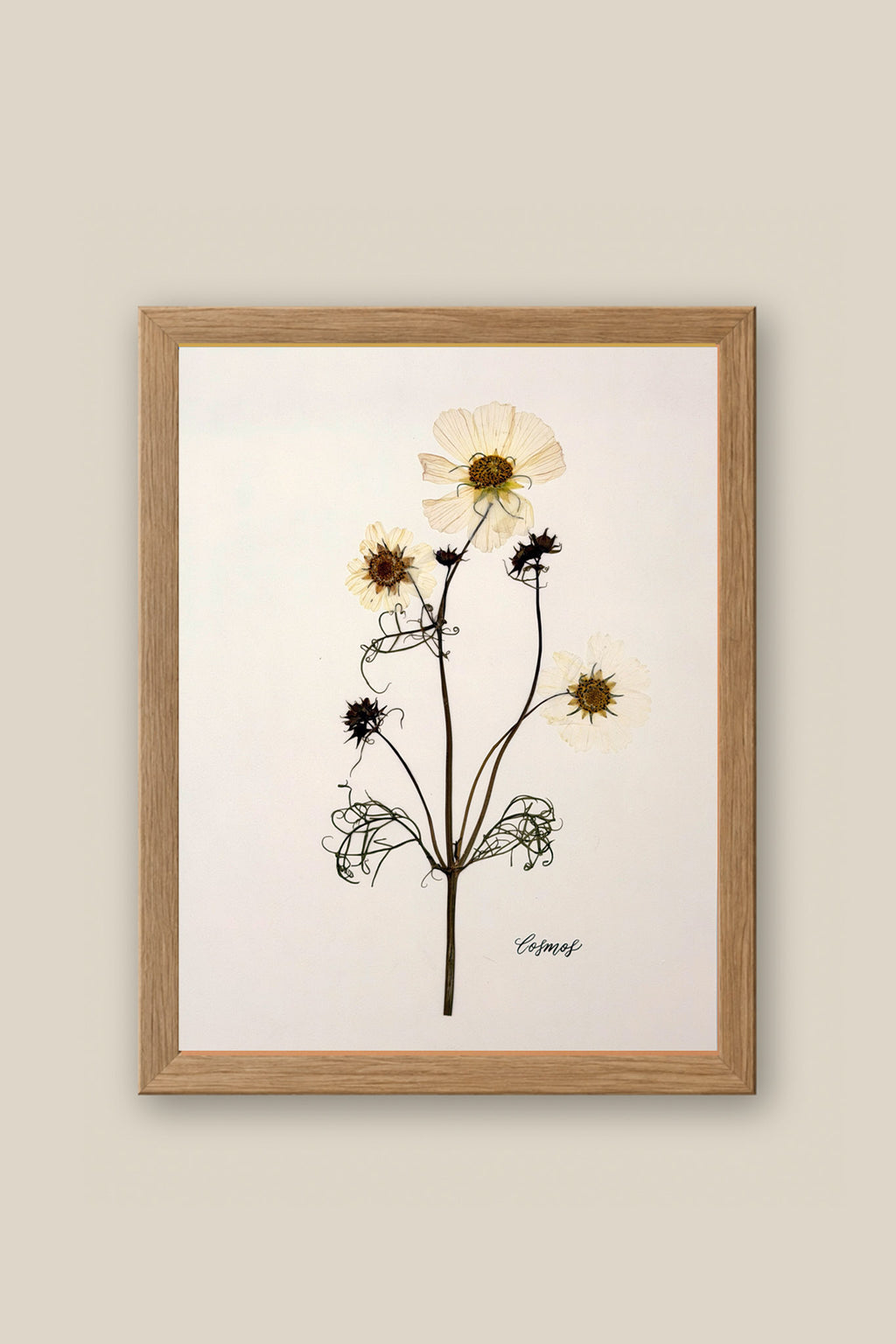 Cosmos Framed