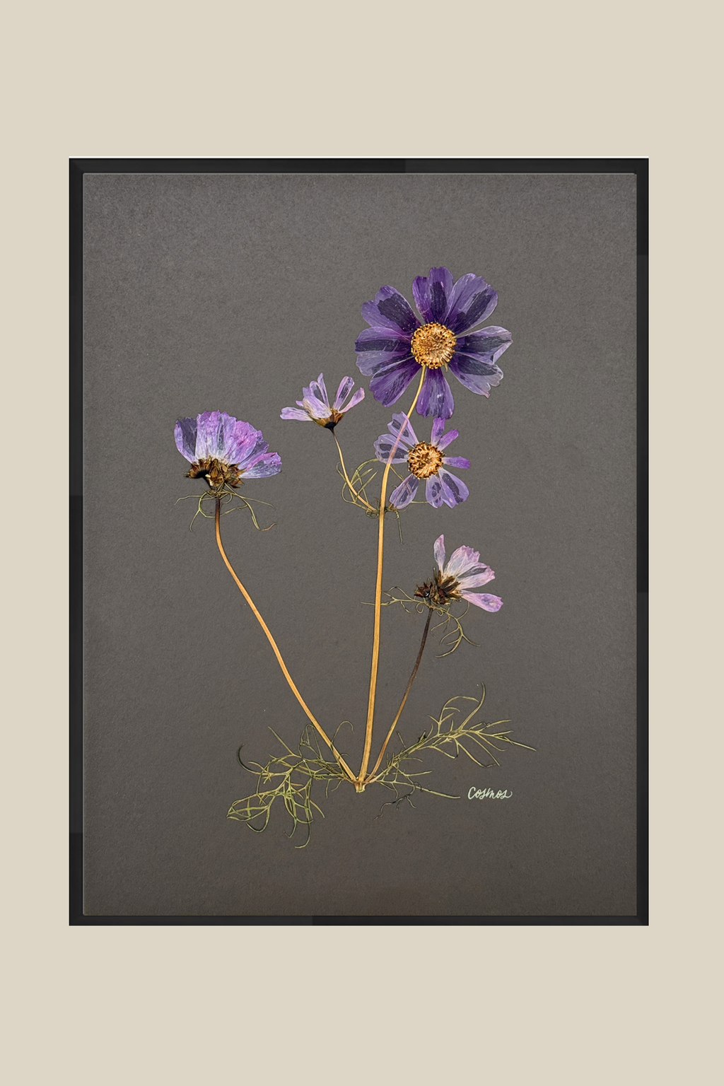 Cosmos on Gray