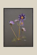 Cosmos on Gray