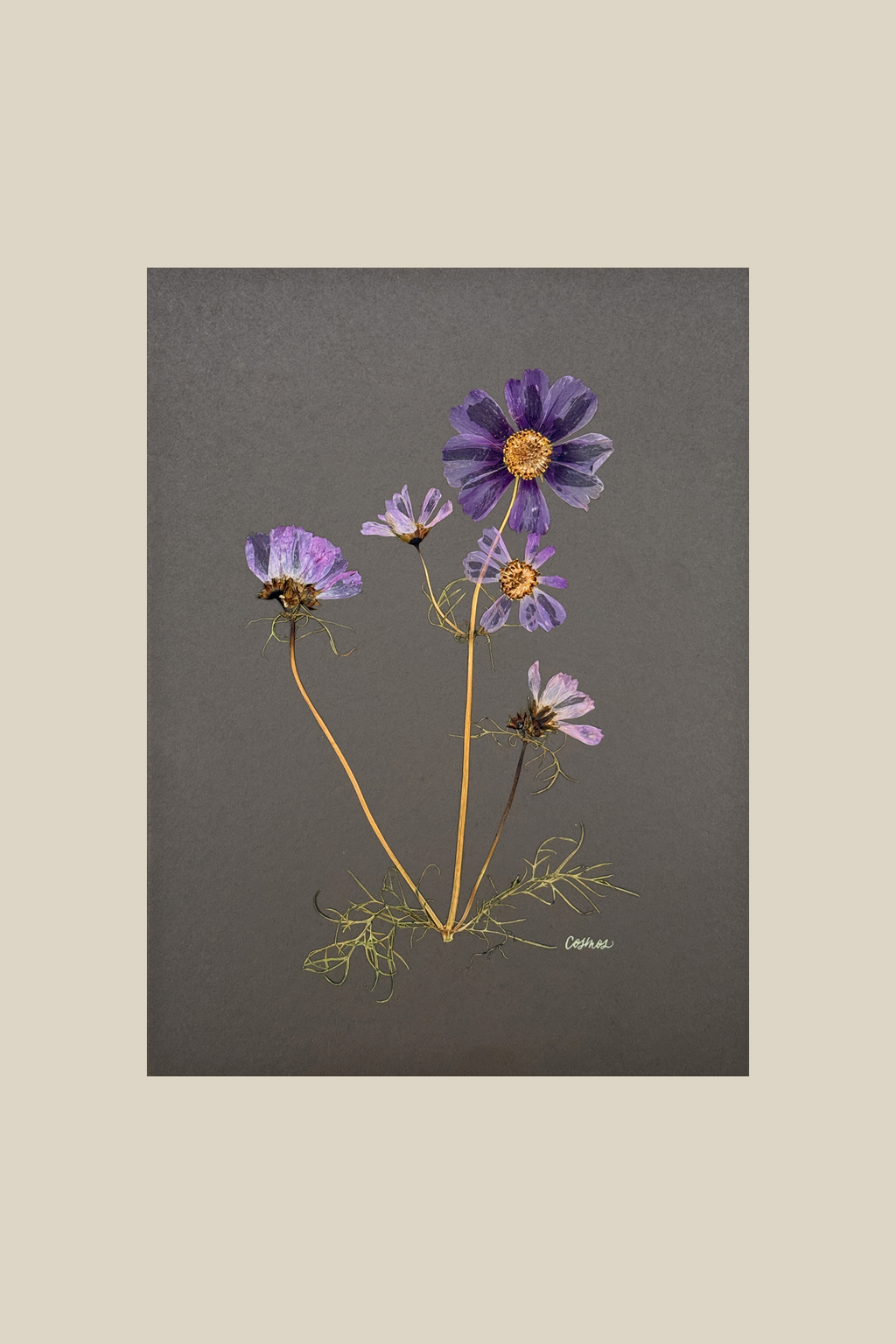 Cosmos on Gray