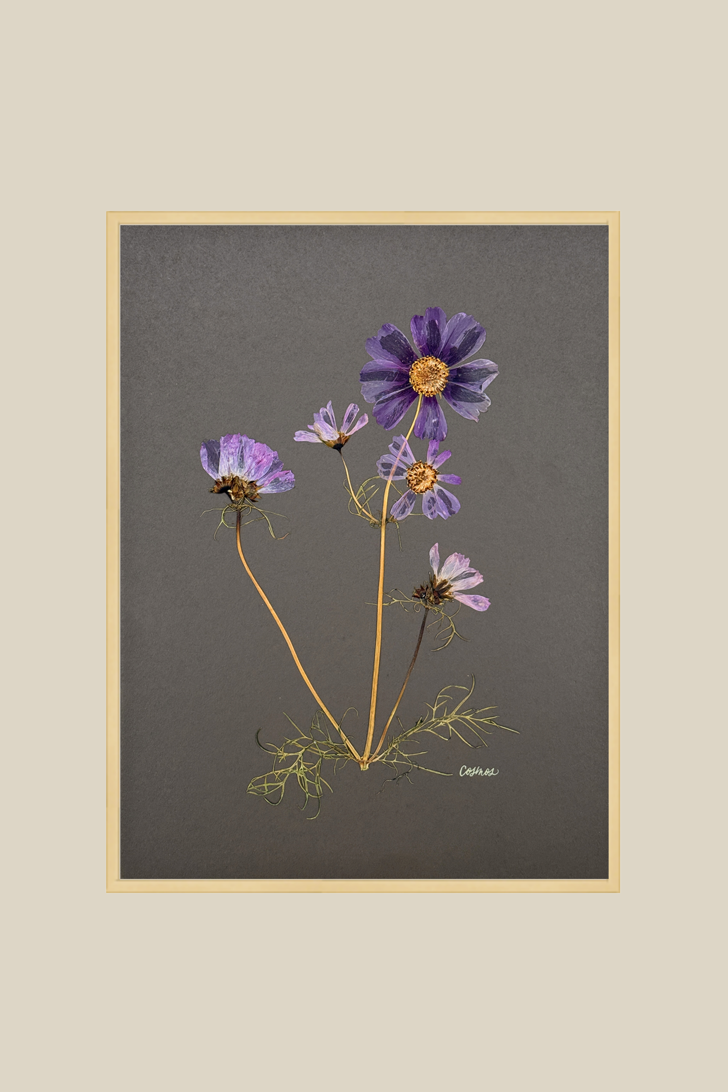 Cosmos on Gray