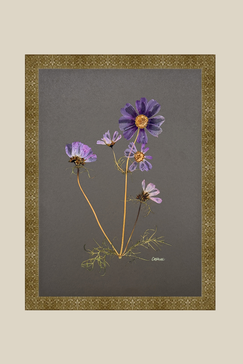 Cosmos on Gray