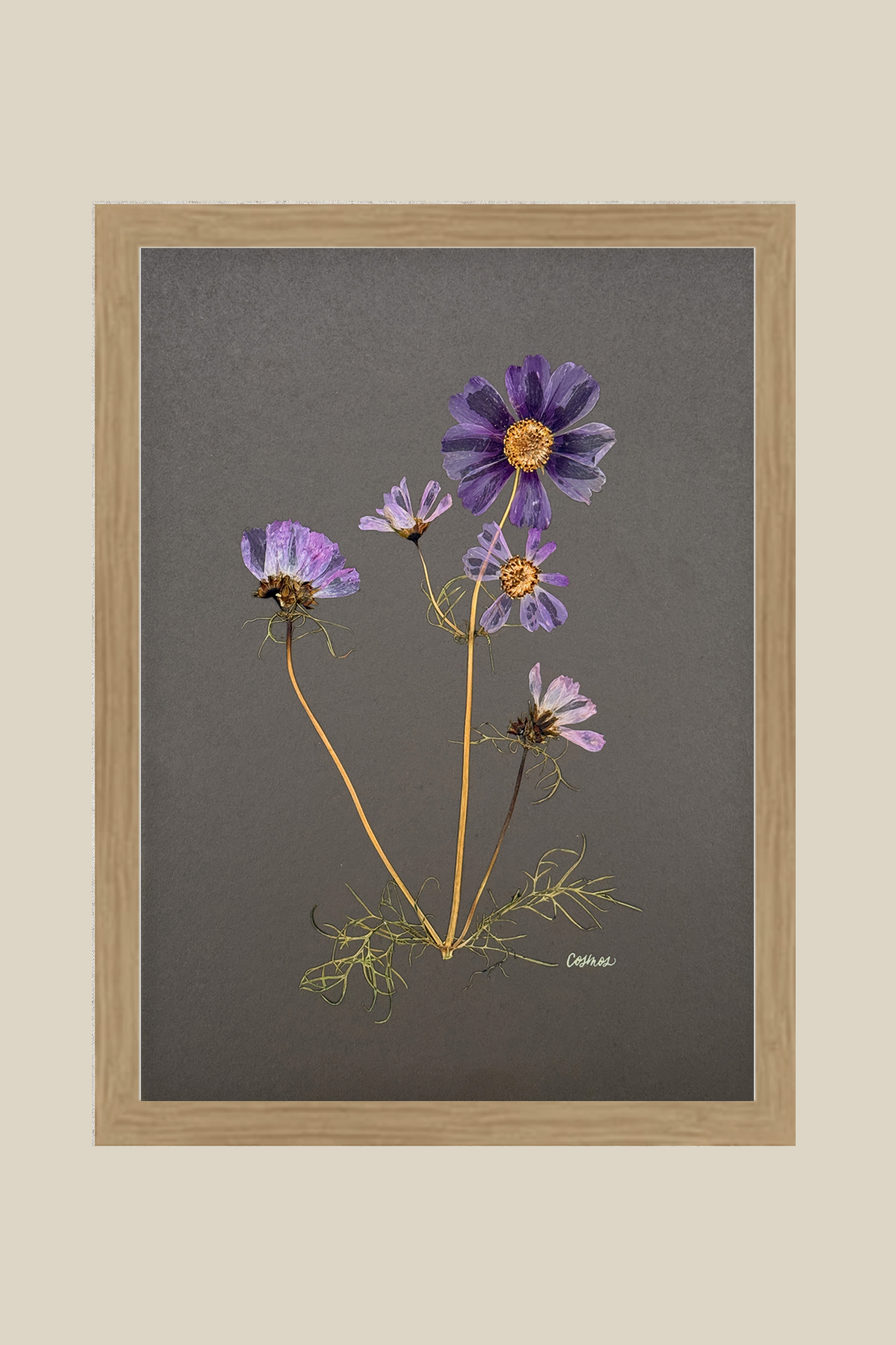 Cosmos on Gray