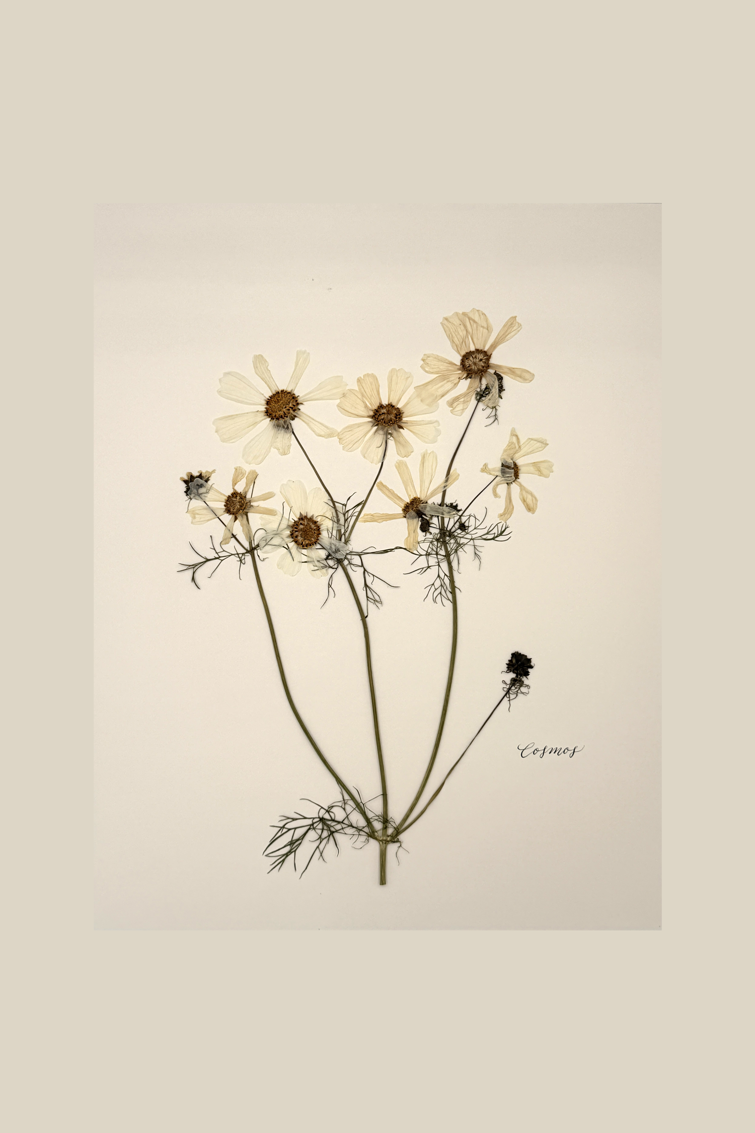 Cosmos