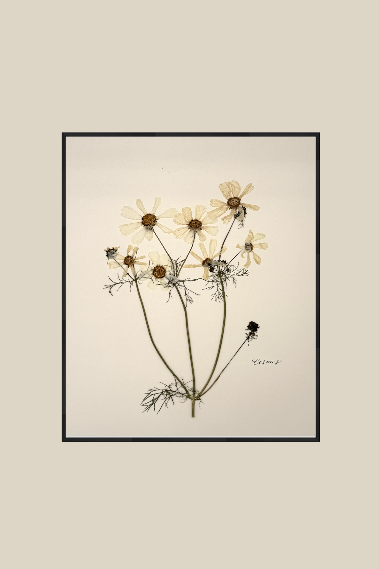 Cosmos