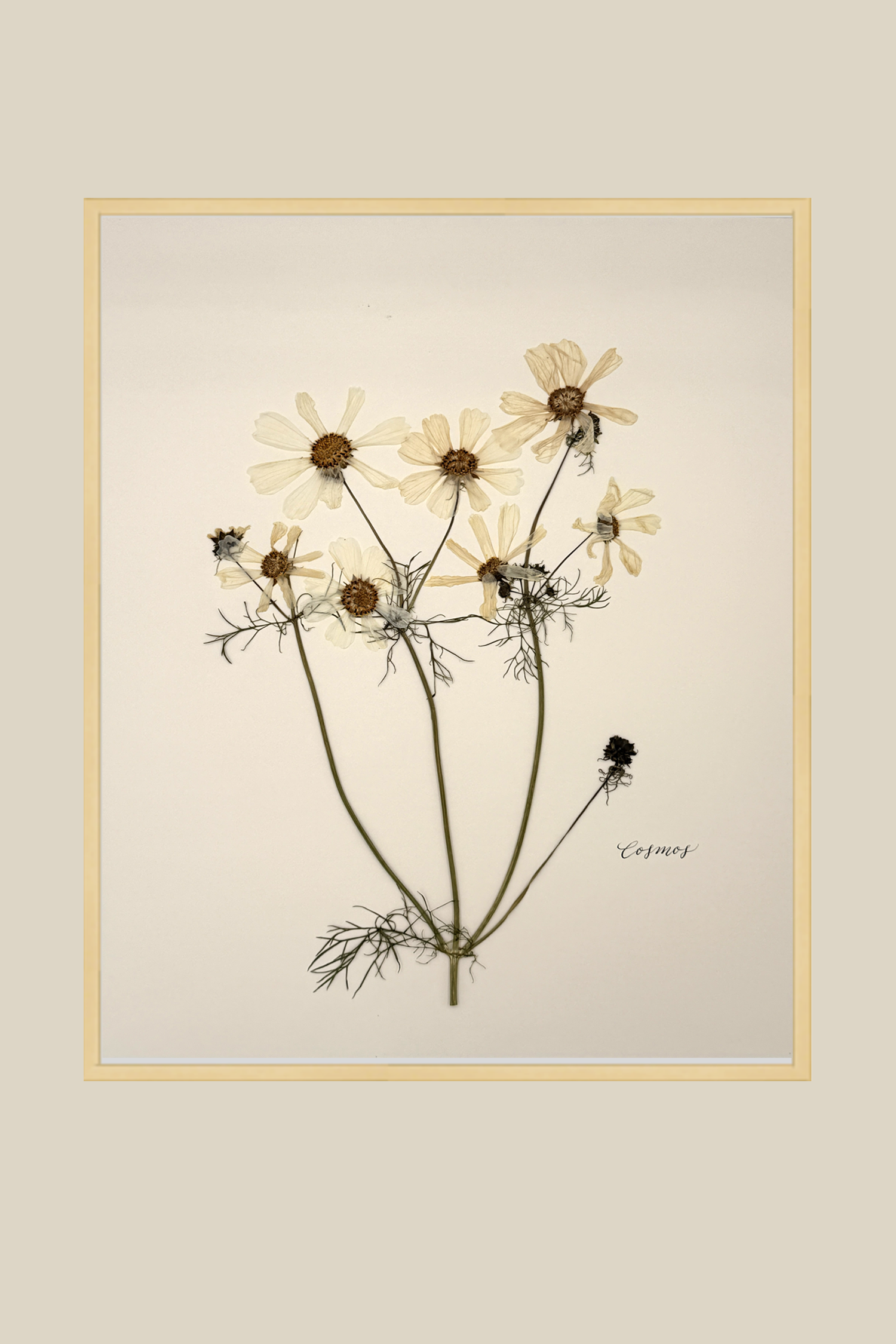 Cosmos
