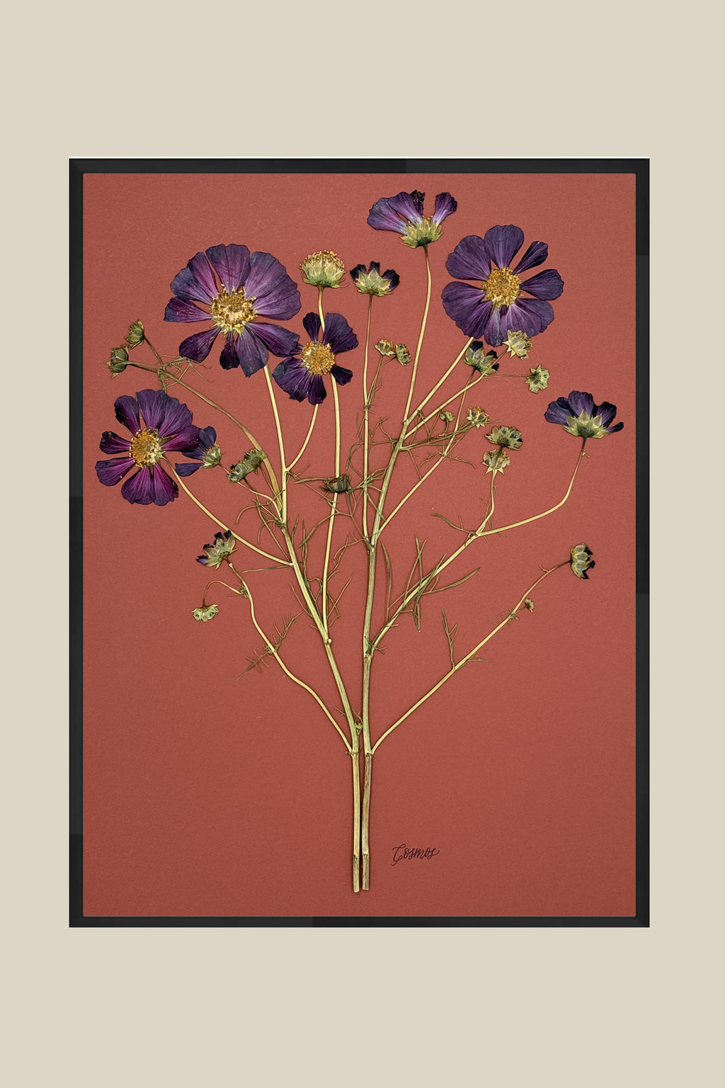 Purple Cosmos on Rust