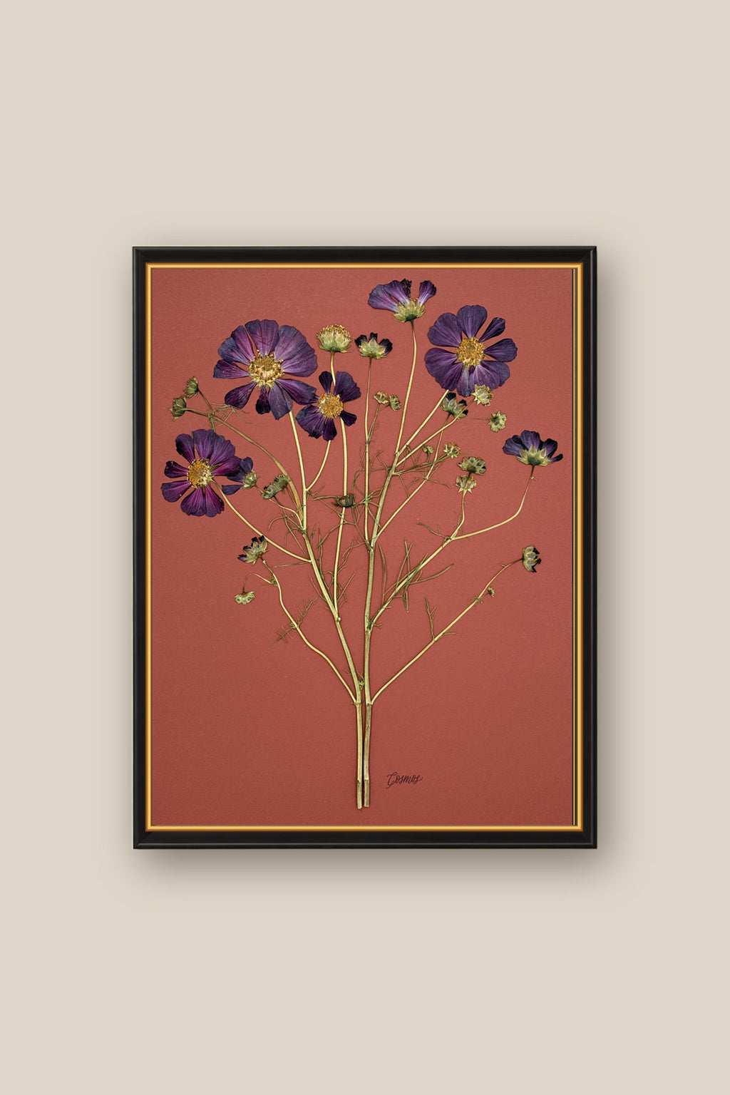 Purple Cosmos on Rust Framed