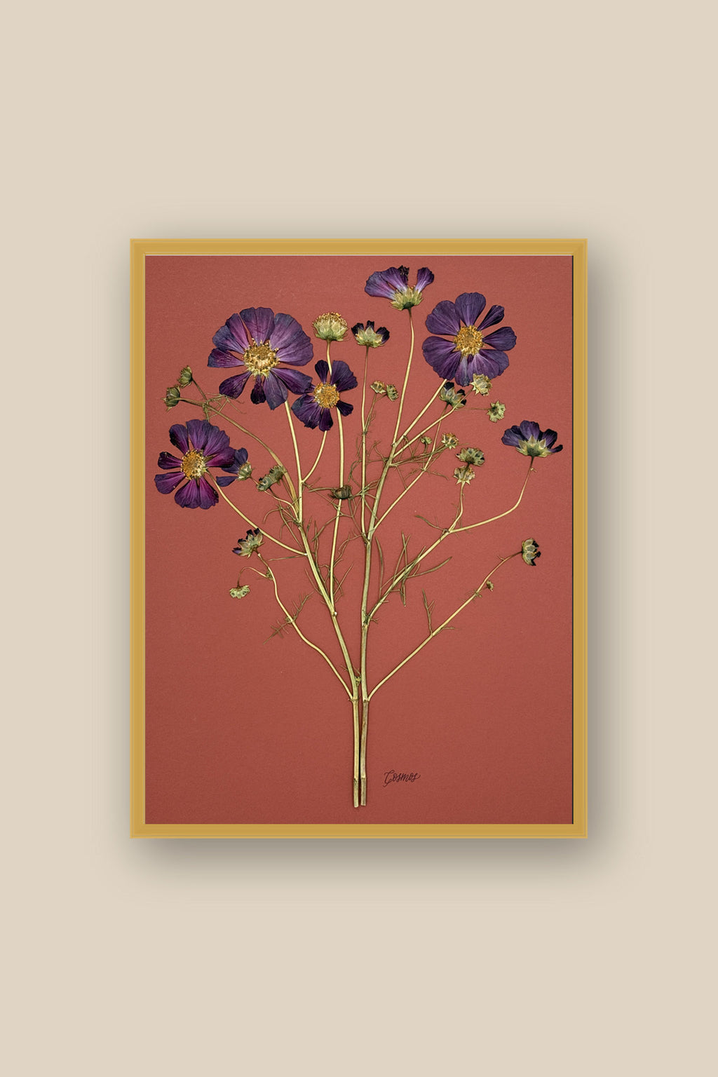 Purple Cosmos on Rust Framed
