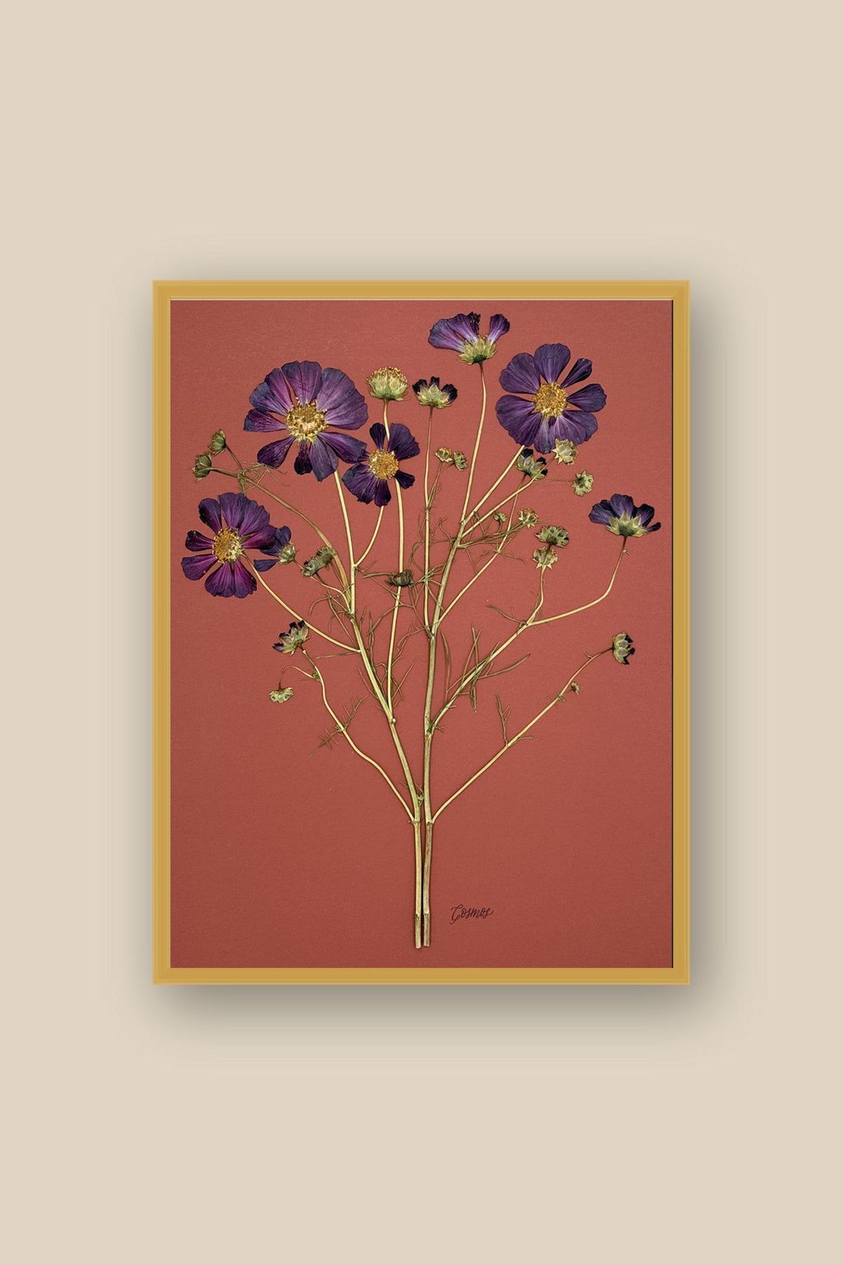 Purple Cosmos on Rust Framed