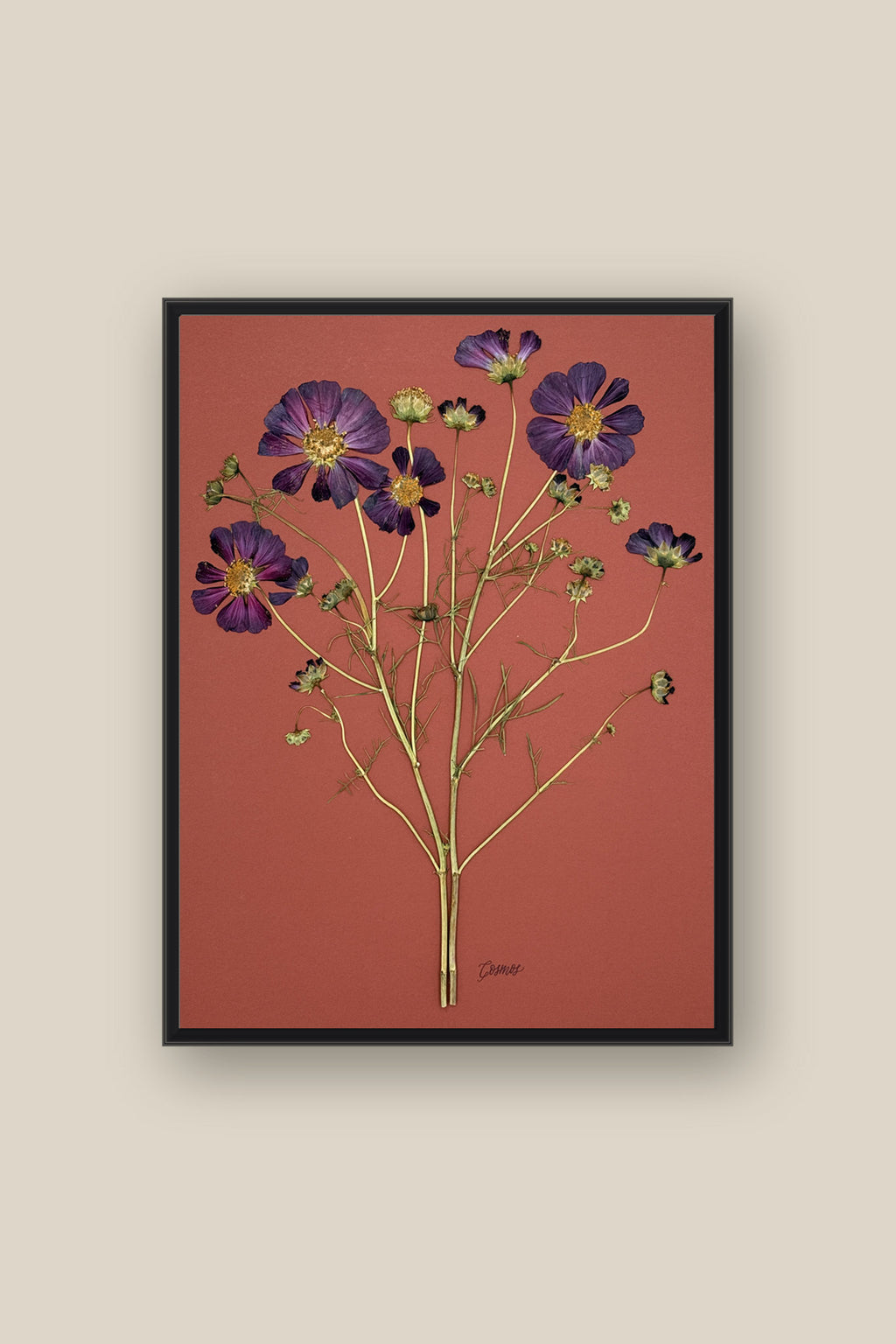 Purple Cosmos on Rust Framed
