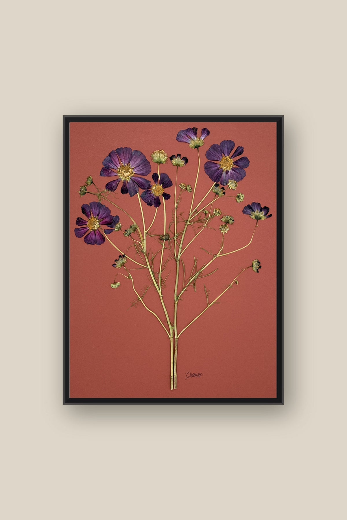 Purple Cosmos on Rust Framed