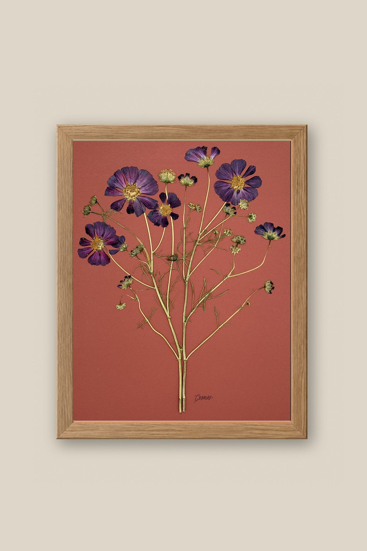Purple Cosmos on Rust Framed