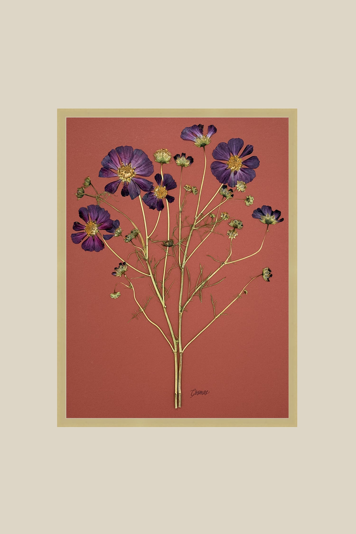 Purple Cosmos on Rust