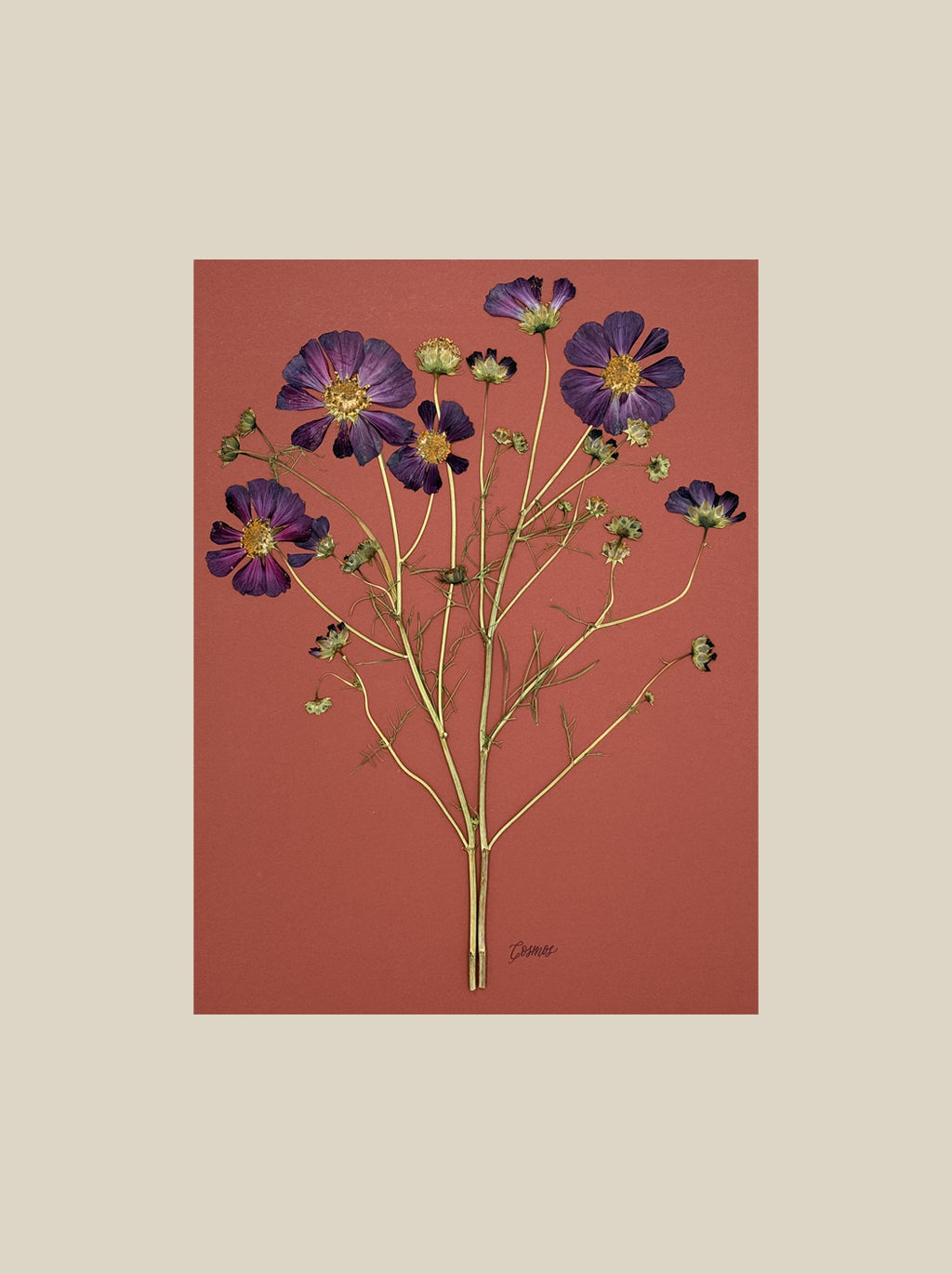 Purple Cosmos on Rust