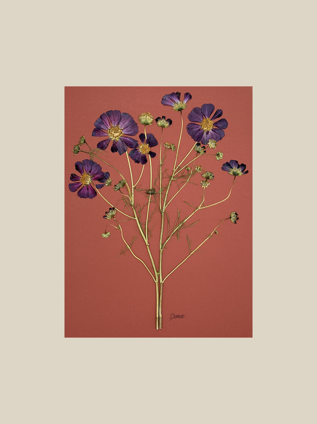 Purple Cosmos on Rust