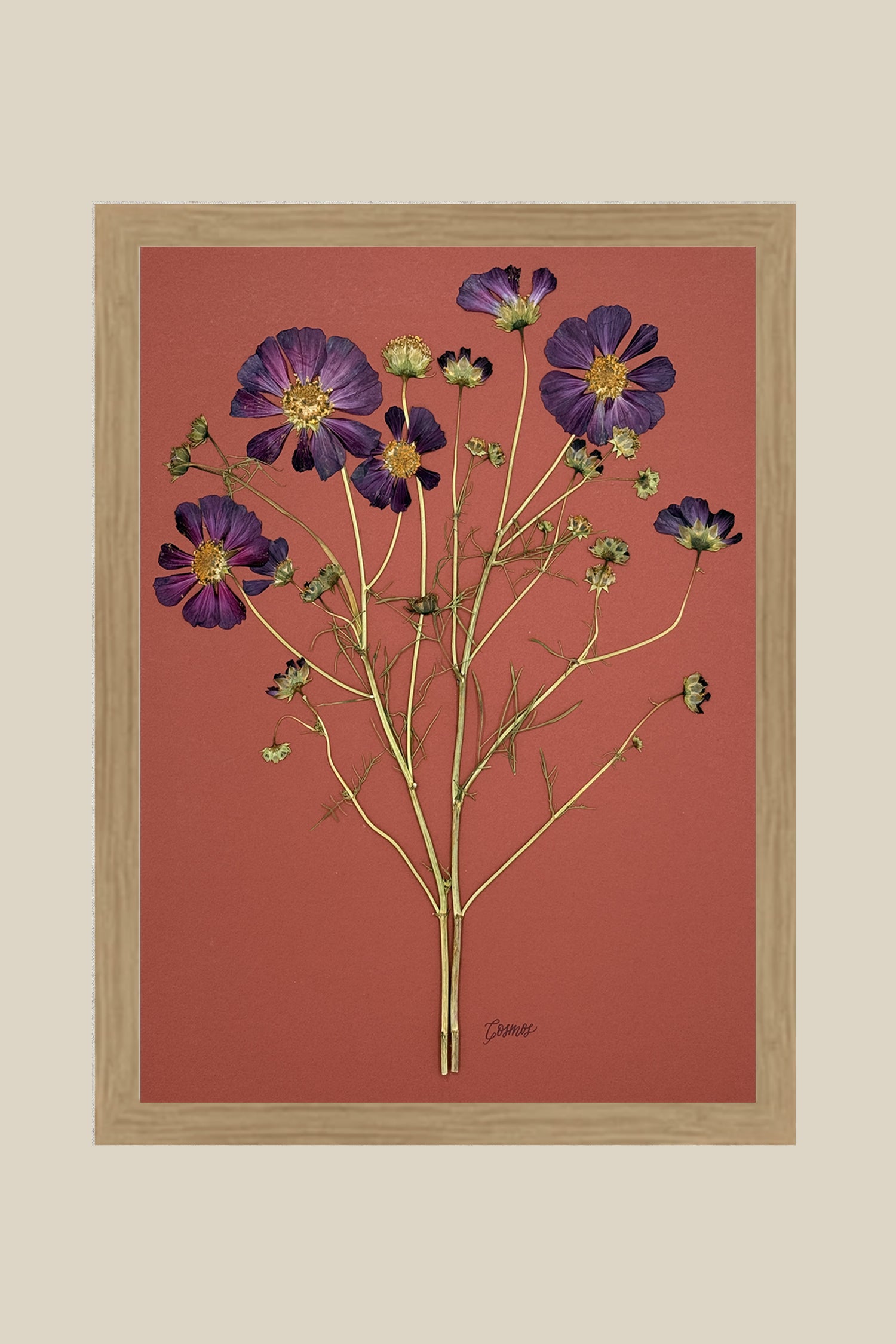 Purple Cosmos on Rust