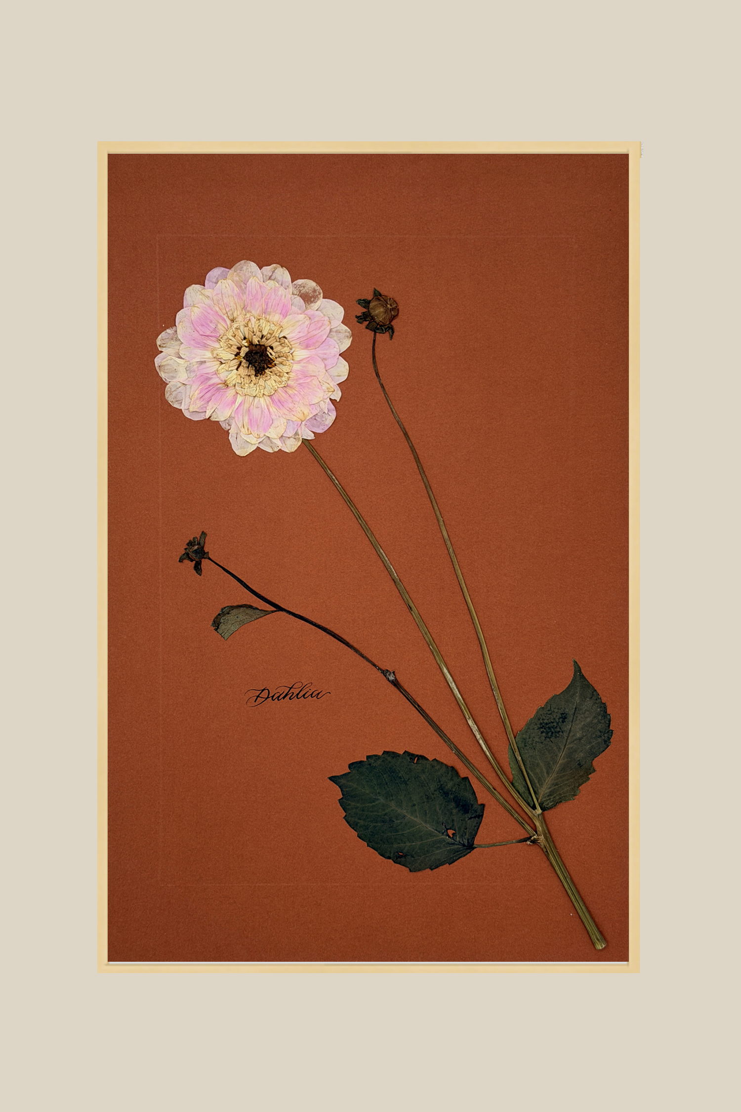 Dahlia