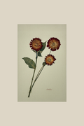 Dahlias on Khaki