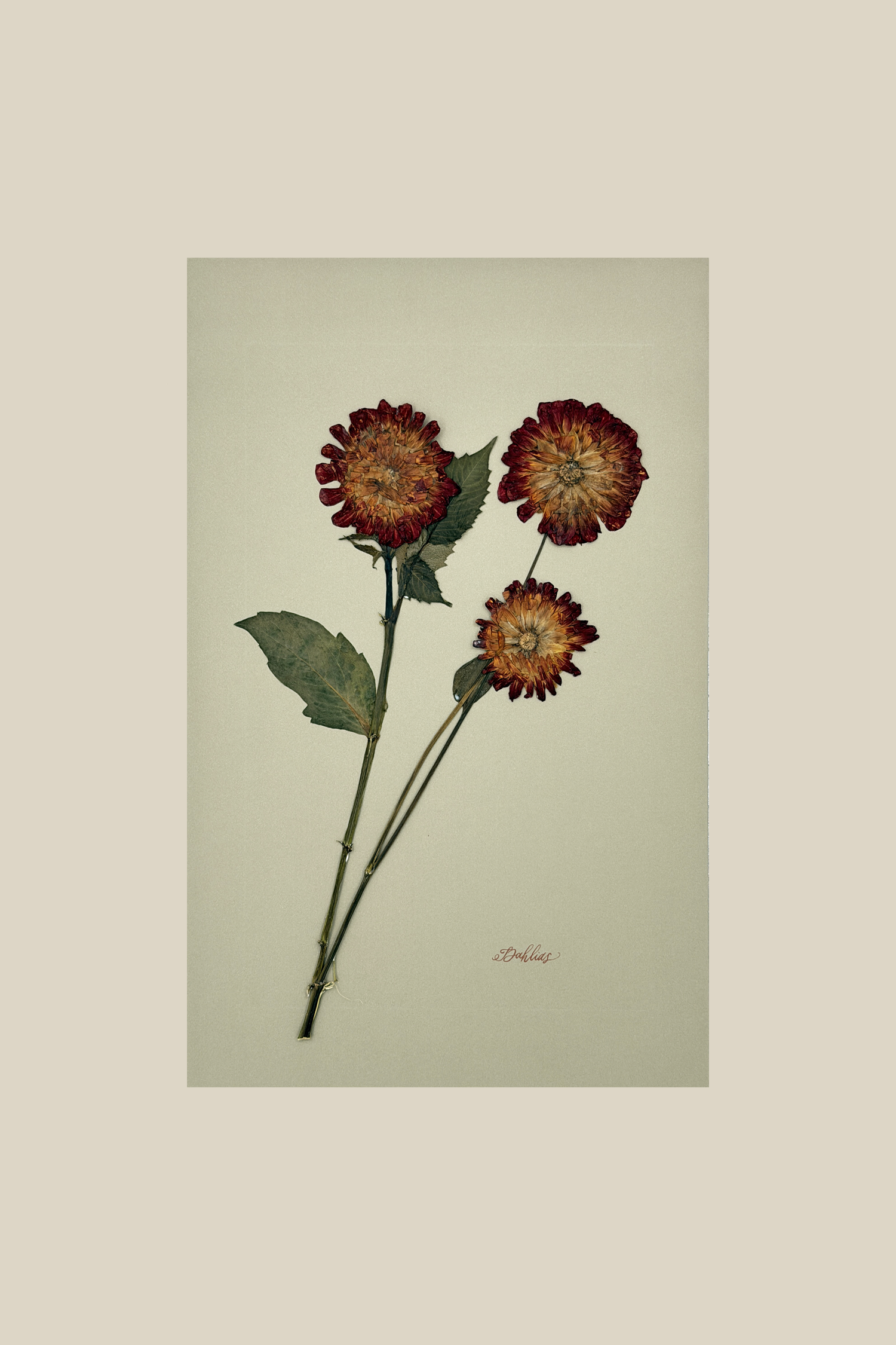 Dahlias on Khaki