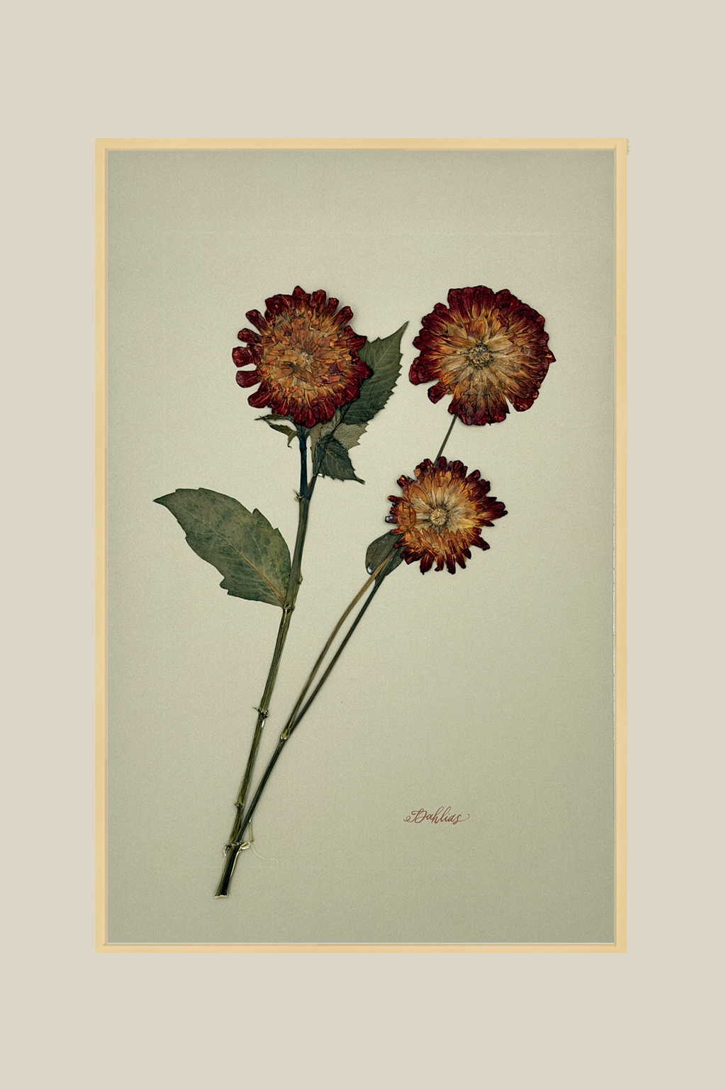 Dahlias on Khaki