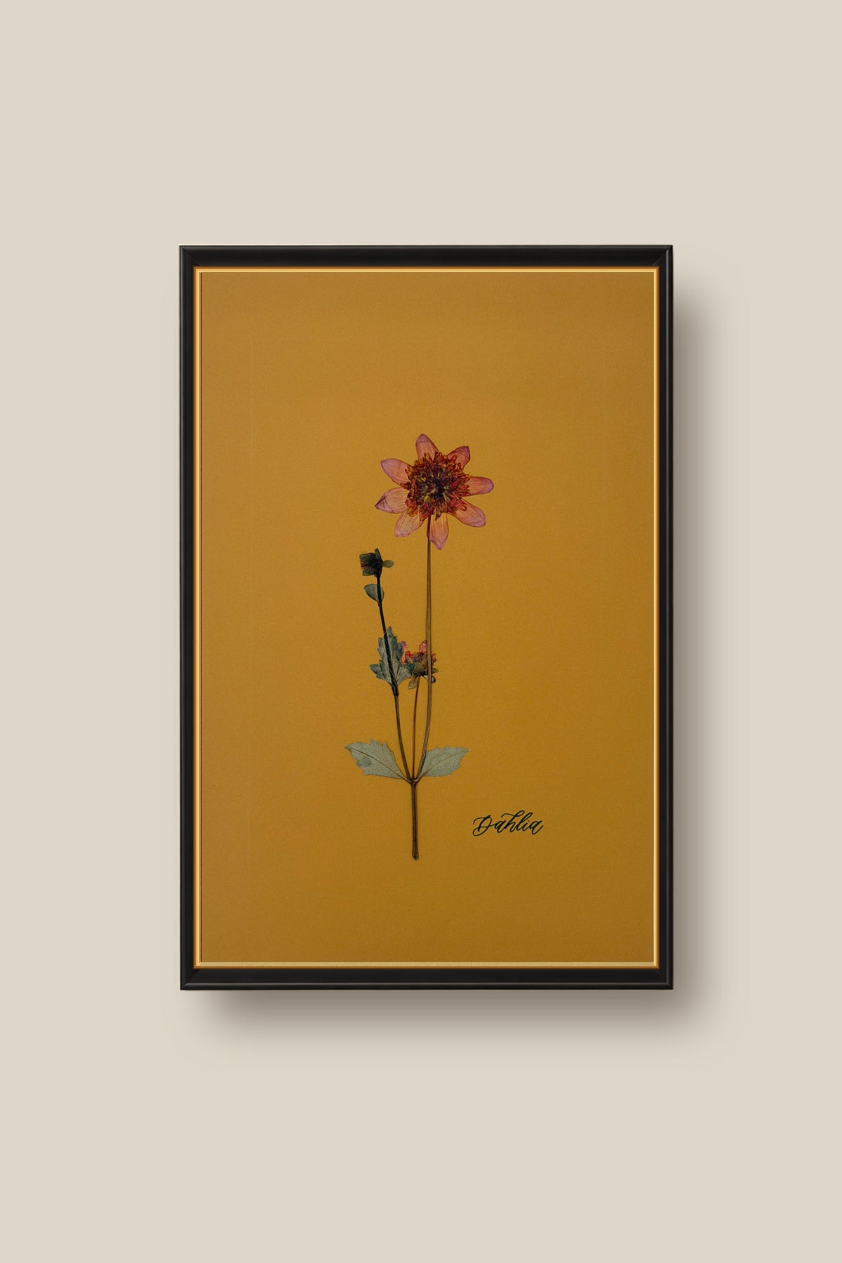 Dahlia 2 Framed