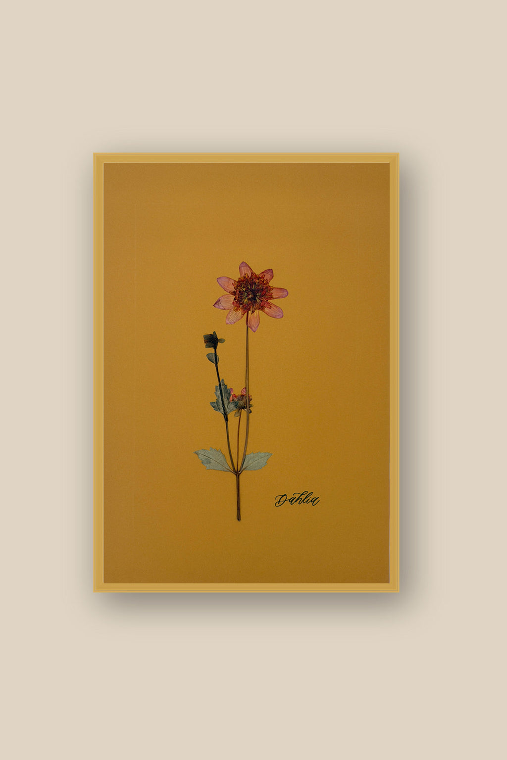 Dahlia 2 Framed