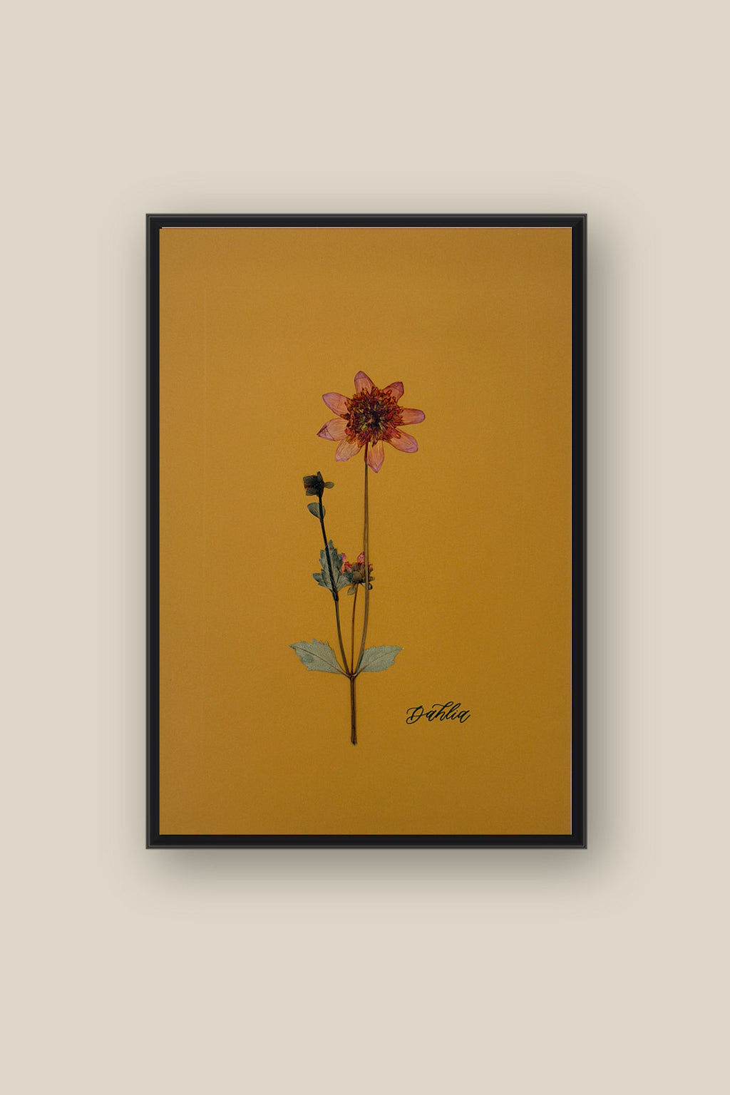 Dahlia 2 Framed