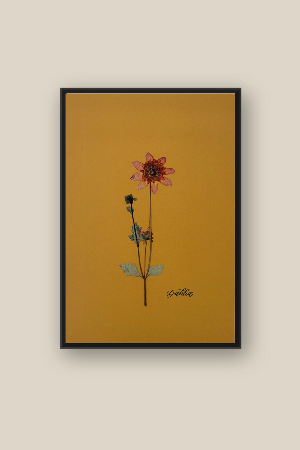 Dahlia 2 Framed