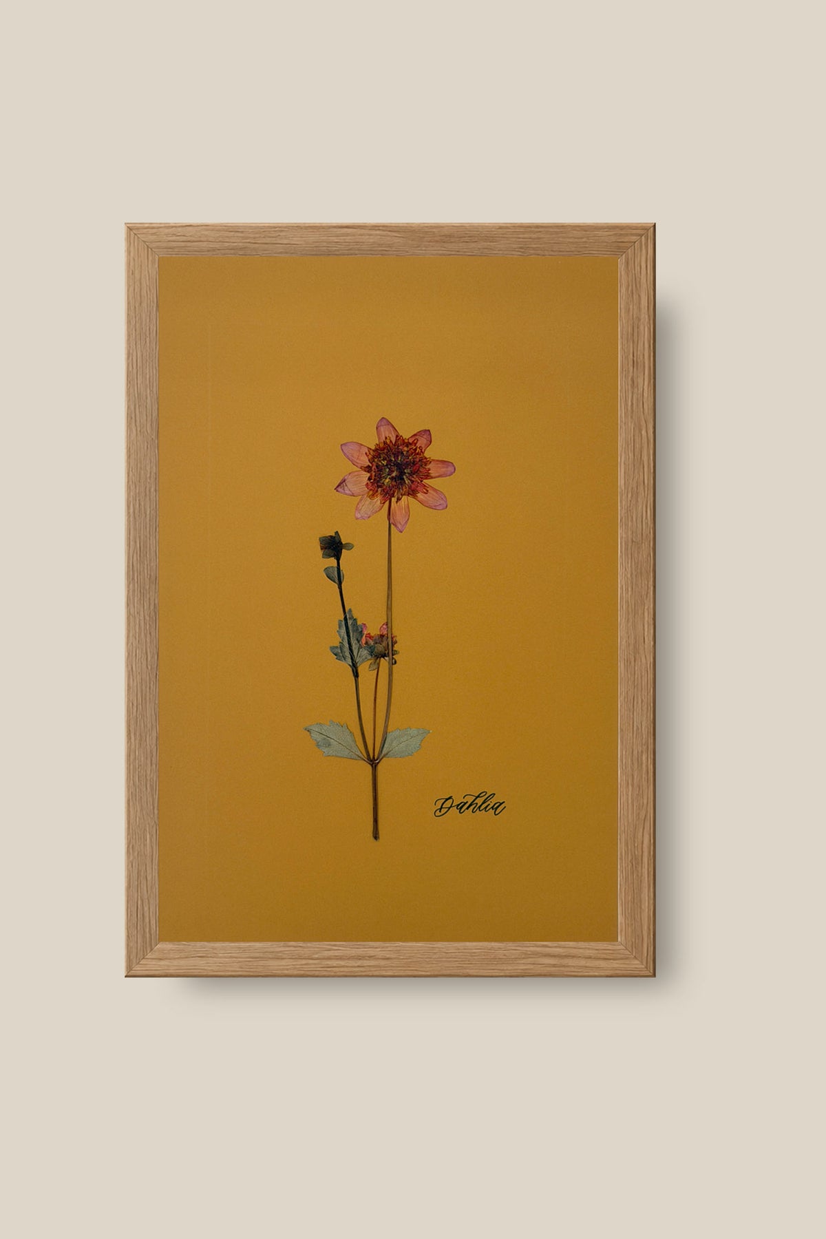 Dahlia 2 Framed