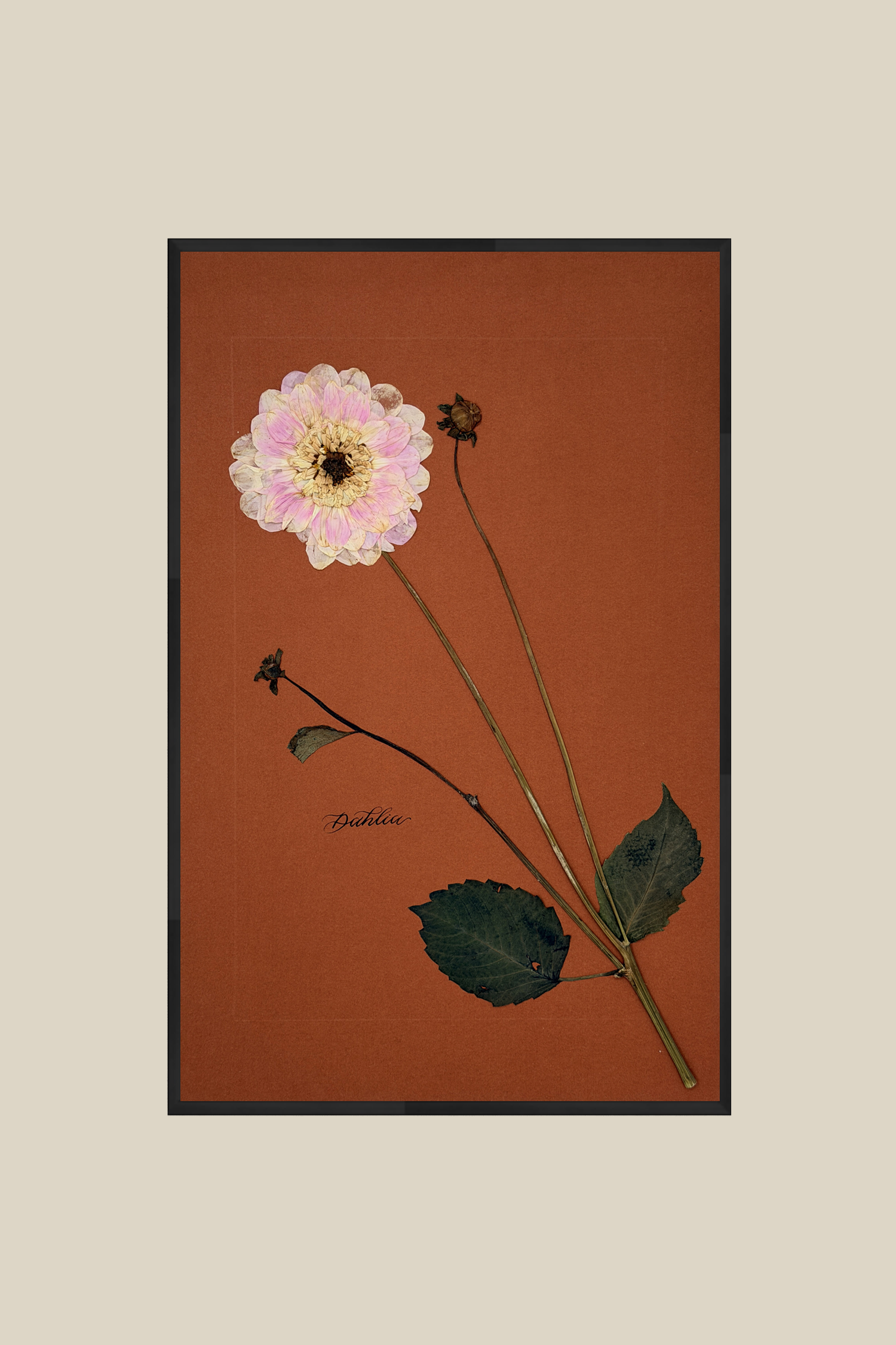 Dahlia