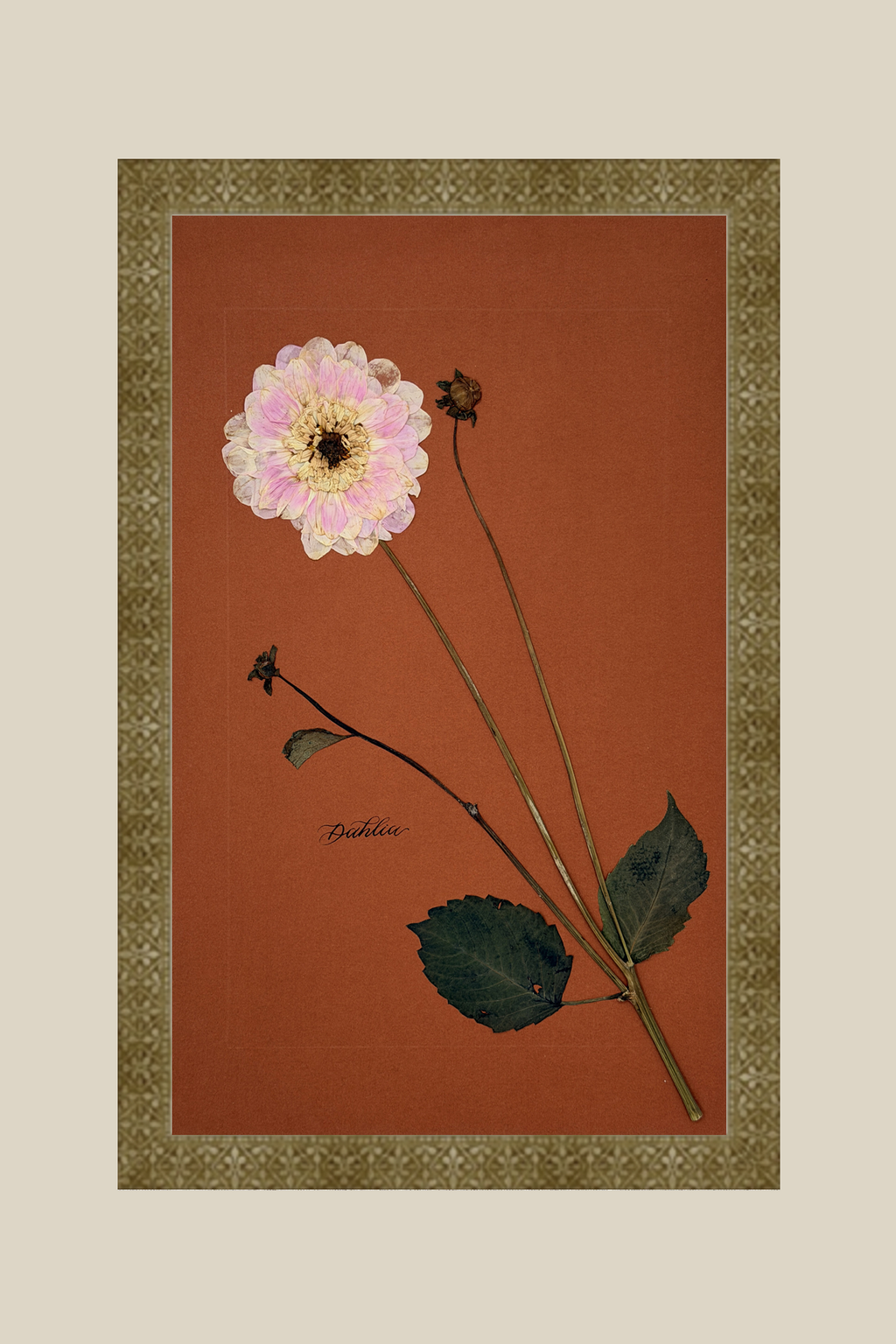 Dahlia