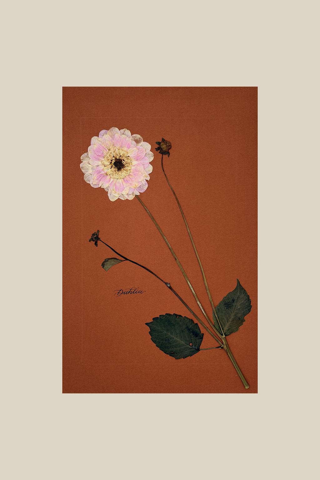 Dahlia