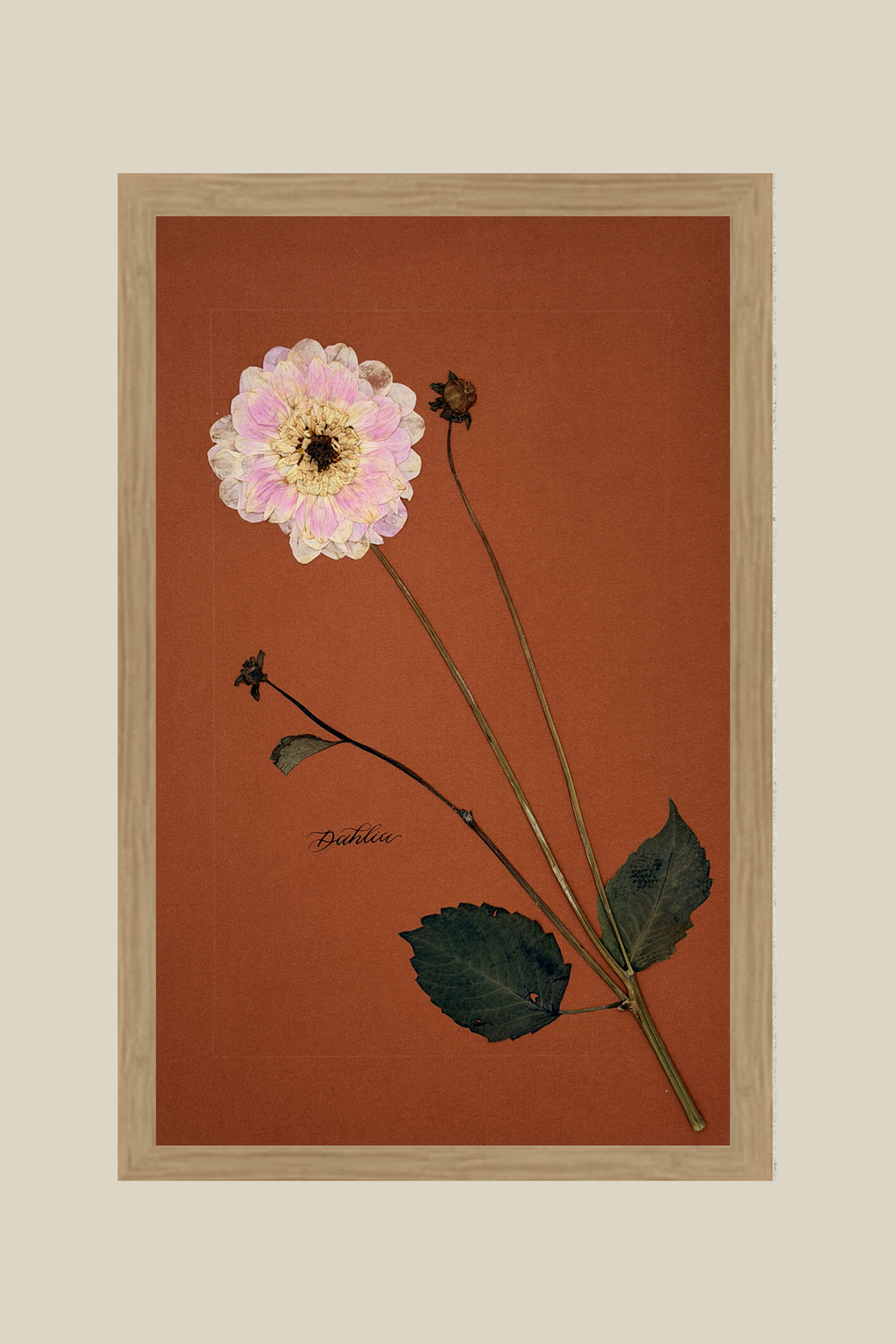 Dahlia