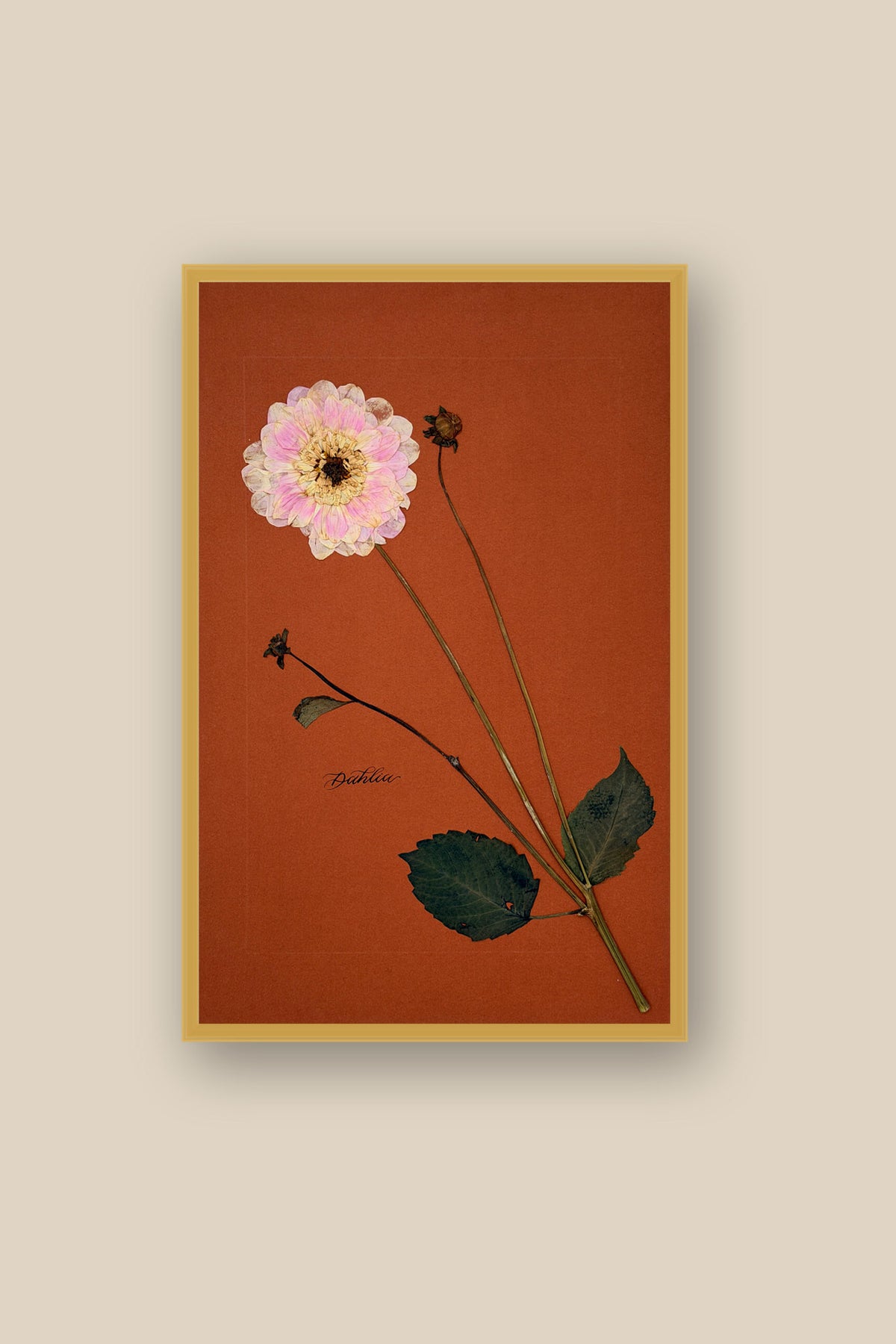 Dahlia Framed