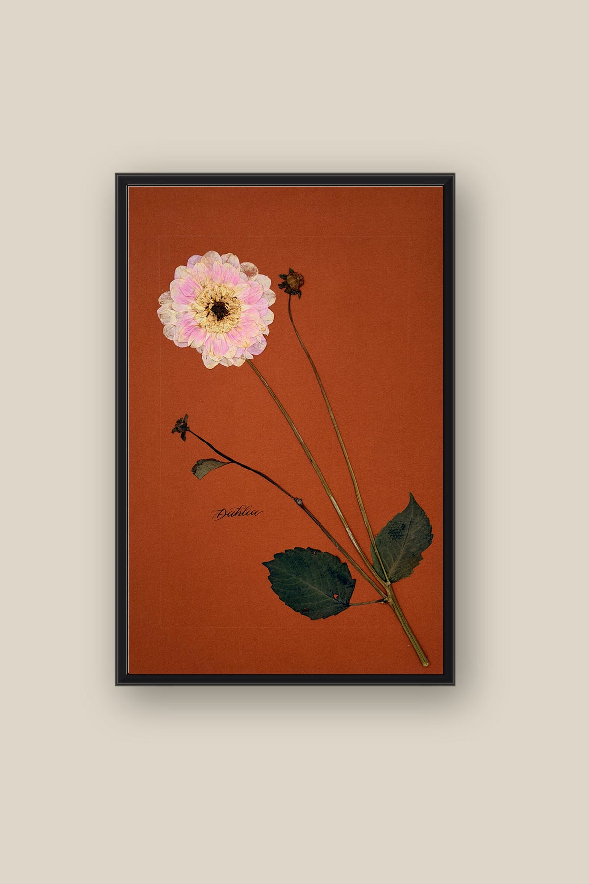 Dahlia Framed