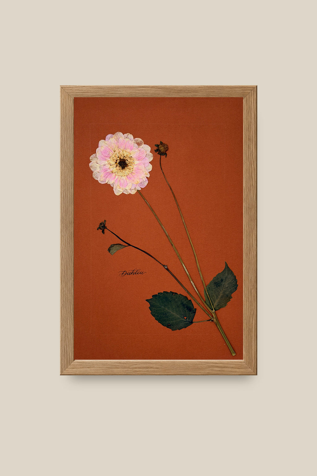 Dahlia Framed